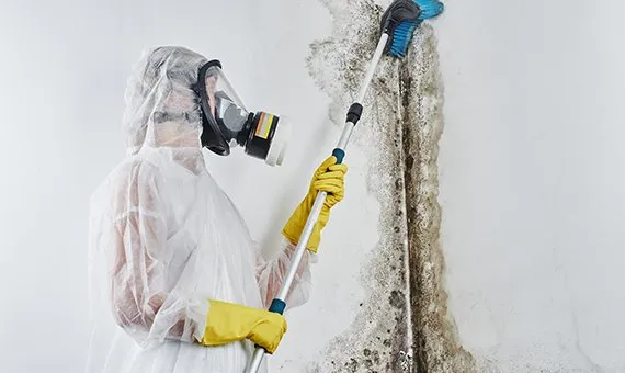 Mold Cleanup